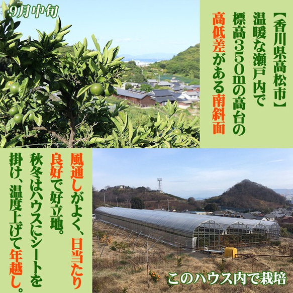 完熟 小原紅 みかん L〜2L玉 袋入り 約2.4kg 高糖度 香川県 産直 送料無料 越冬 ミカン お取り寄せ 9枚目の画像