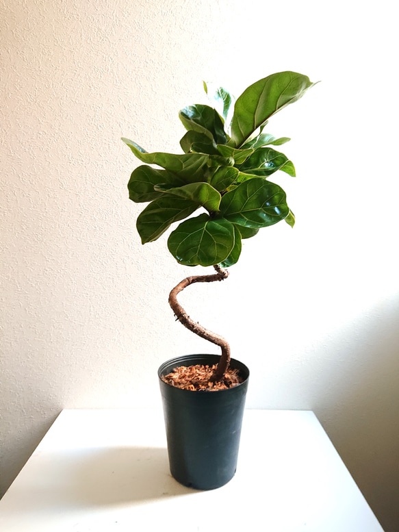 ☆ フィカス•バンビーノ•カシワバゴム 113cm♪ 曲がり♪ ☆ フィカス•バンビーノ•カシワバゴム 113cm♪ 曲がり♪