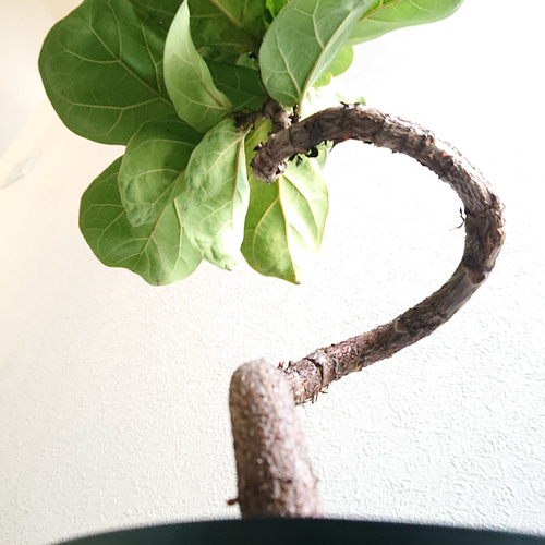 ○数量限定○新作○希少品種 ”フィカス・バンビーノ（曲がり幹