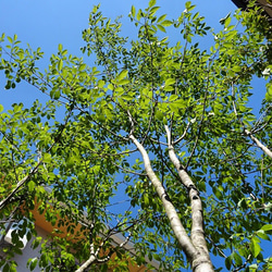 【販売済】アオダモ現品苗木　根元のひねりからしなやかな曲線の幹の苗木（約40～43㎝） 9枚目の画像