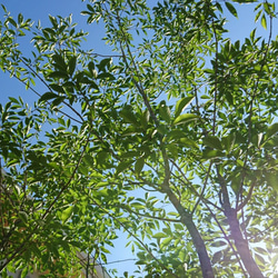 【販売済】アオダモ現品苗木　根元のひねりからしなやかな曲線の幹の苗木（約40～43㎝） 14枚目の画像