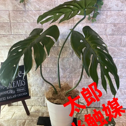 光触媒　人工観葉植物　ウォールグリーン　フェイク　フラワー　モンステラＭ 光触媒 人工観葉植物 ウォールグリーン フェイク フラワー