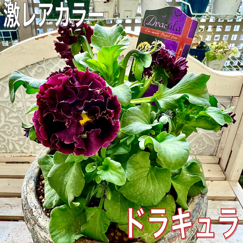 八重咲きパンジー フリル咲きパンジー 花苗 ドラキュラ