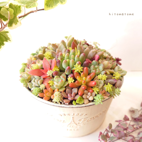 ぎゅぎゅっと多品種入り！】 そのまま飾れる多肉植物 寄せ植え