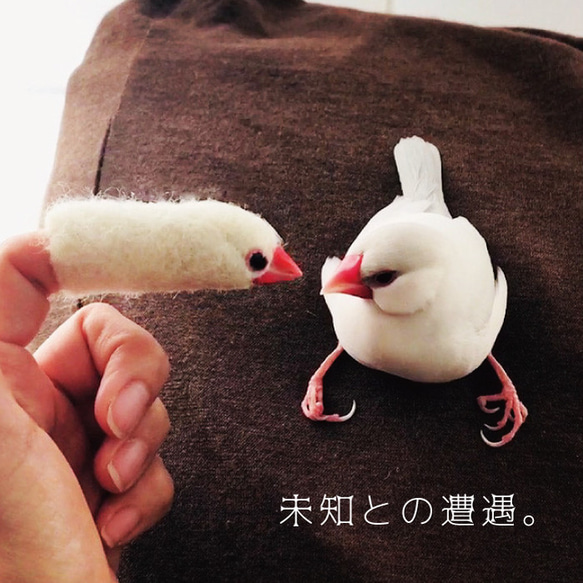 文鳥気分で一緒に遊ぼう！文鳥　指にんぎょう 6枚目の画像