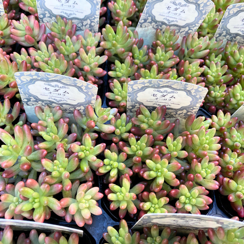 ✿多肉植物・オーロラ✿ オーロラ（セダム）の育て方｜ヤサシイエンゲイ