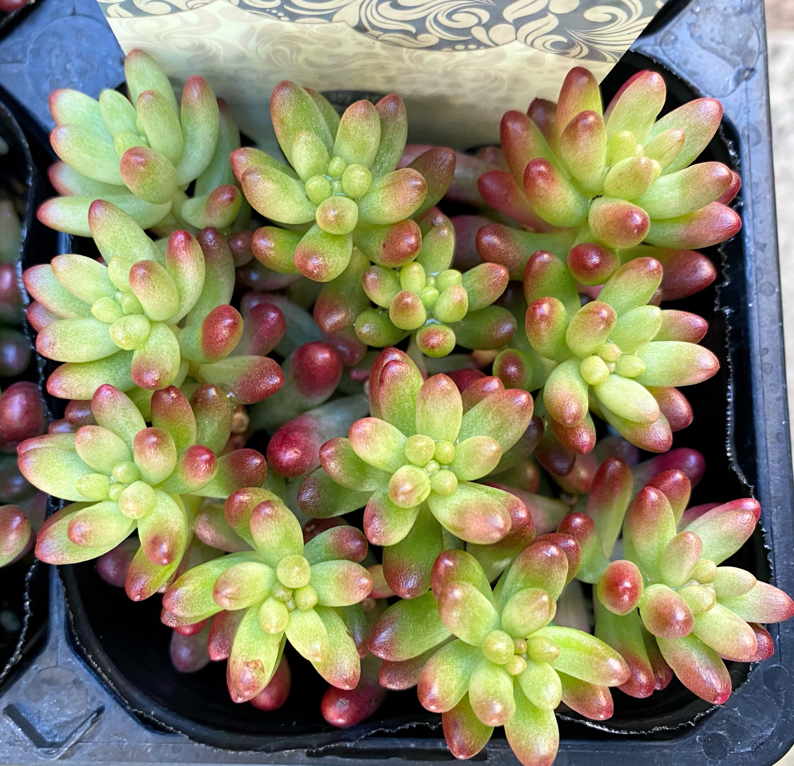 ✿多肉植物・オーロラ✿