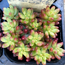 オーロラ 多肉植物 多肉植物 プクニク 通販 15238324｜Creema