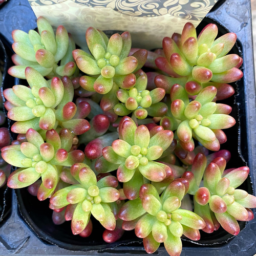 オーロラ 多肉植物 多肉植物 プクニク 通販 15238324｜Creema(クリーマ)