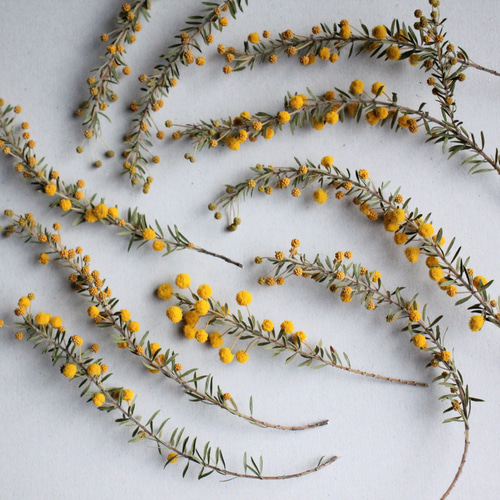 ミモザアカシア・ゴールデントップ 10本セット その他素材 juneberry