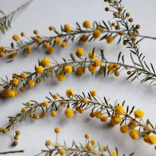 ミモザアカシア・ゴールデントップ 10本セット その他素材 juneberry