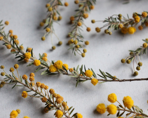 ミモザアカシア・ゴールデントップ 10本セット その他素材 juneberry