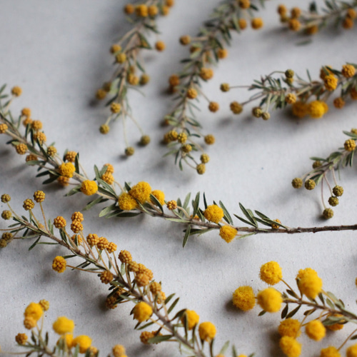 ミモザアカシア・ゴールデントップ 10本セット その他素材 juneberry