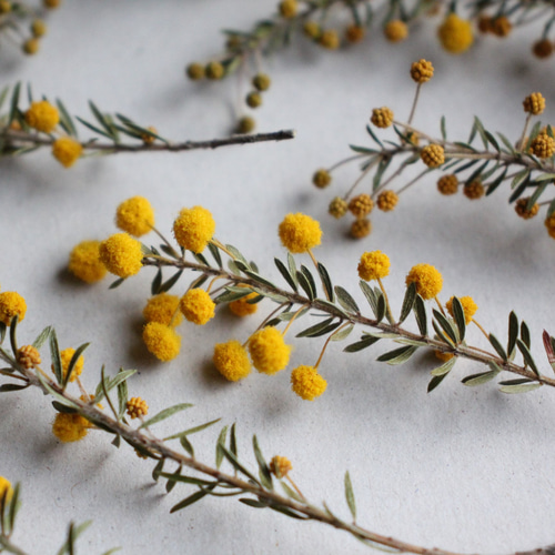 ミモザアカシア・ゴールデントップ 10本セット その他素材 juneberry