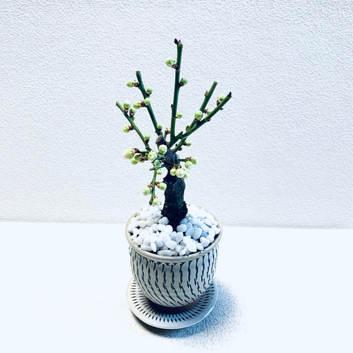 花梅 白梅一重 梅の木 鉢植え 植木鉢 小鹿田焼 受け皿付き 小石原焼