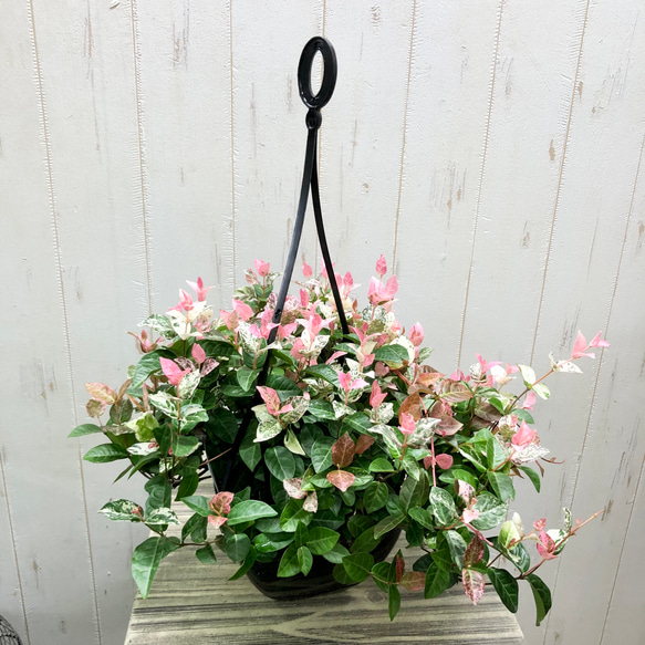 発色良好 ハツユキカズラ 吊り鉢 その他インテリア雑貨 PLANTS SHOP