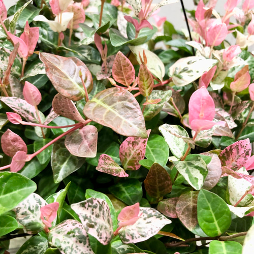 発色良好 ハツユキカズラ 吊り鉢 その他インテリア雑貨 PLANTS SHOP