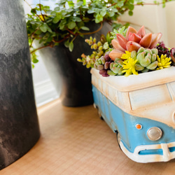 ワーゲンバスの寄せ植え〜多肉植物/多肉植物寄せ植え/多肉植物寄植え