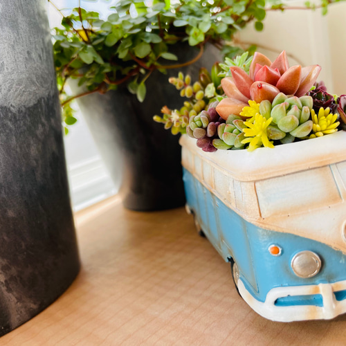 多肉 寄せ植え★flower bus-フラワーバス 水色★ ワーゲンバスの寄せ植え〜多肉植物/多肉植物寄せ植え/多肉植物寄植え