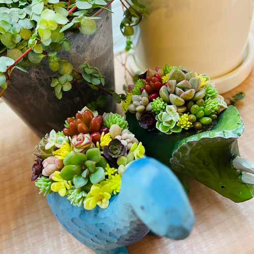 売約済多肉植物 寄せ植え 1点もの】多肉植物の寄せ植え（ホワイトポット） | アトリエ華