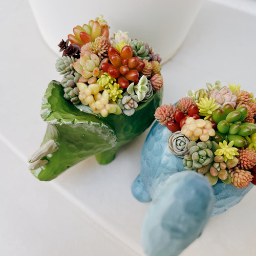 恐竜の寄せ植え〜多肉植物寄せ植え/多肉植物寄植え/多肉植物