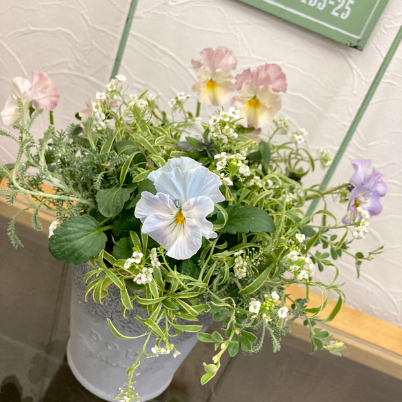 SALE！パンジー『シエルブリエ』3色寄せ植えギャザリング アート