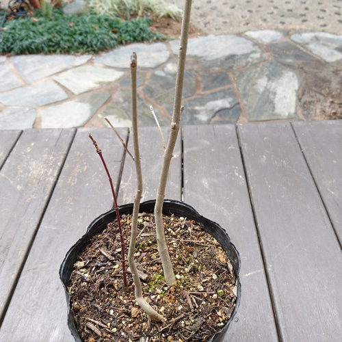 アオダモ苗31 山採り天然 アオダモ 4本立ち 31 山採り天然 アオダモ 4