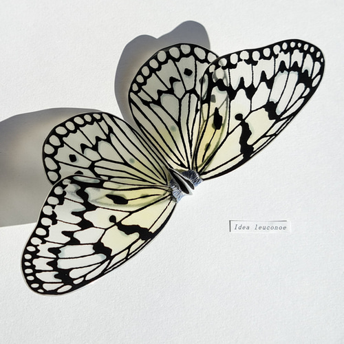 オオゴマダラ【自然形】 立体・オブジェ 優月館 通販 15242856｜Creema