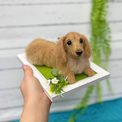 受注製作》羊毛フェルト ダックスフンド 額入り オーダー 羊毛フェルト