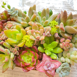 多肉植物 寄せ植えセット 詰め合わせ 多肉植物 sa 通販 15243733