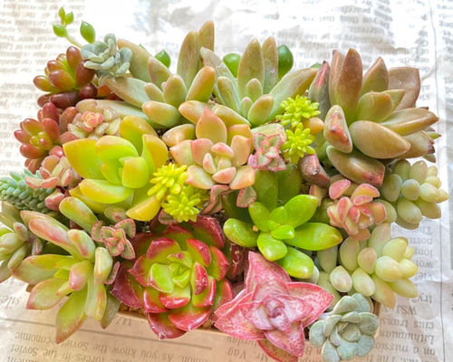 多肉植物 寄せ植えセット 詰め合わせ 多肉植物 sa 通販 15243733