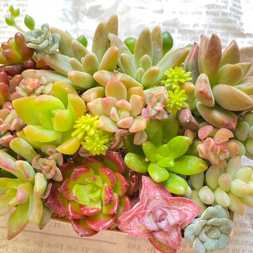 多肉植物 寄せ植えセット 詰め合わせ 多肉植物 sa 通販 15243733