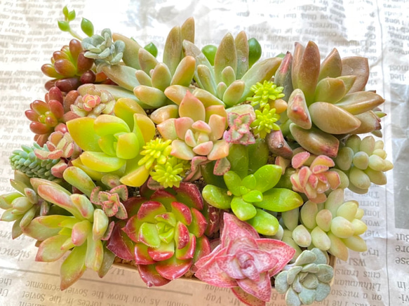 多肉植物 寄せ植えセット 詰め合わせ 多肉植物 sa 通販 15243733