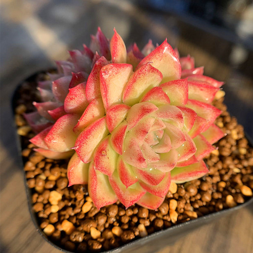 495.多肉植物 寄せ植え エケベリア属 紅女王（群）抜き苗 多肉植物