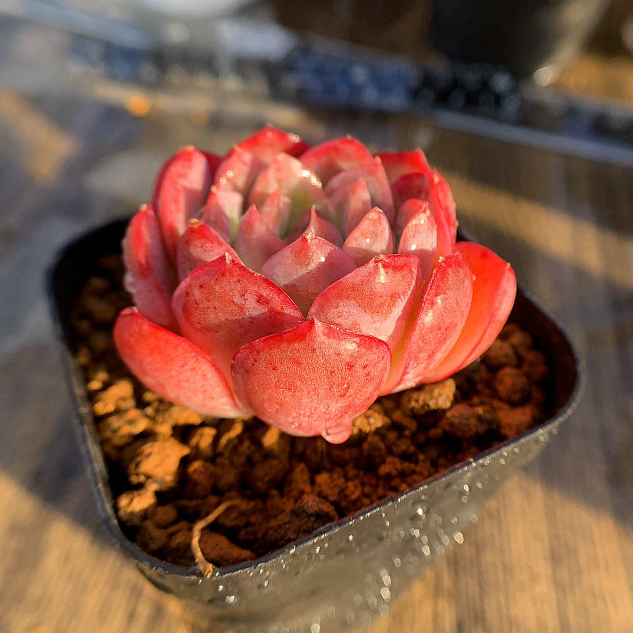 寄せ植え 多肉植物 農園直売 赤色★ フラワーバイク bike 多肉の寄せ植え★flower アエオニウム属 観葉植物 ライチ（群） フラワー・ガーデニング