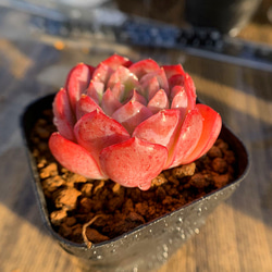 496.多肉植物 寄せ植え エケベリア属 晴嵐 新品種 抜き苗 アート