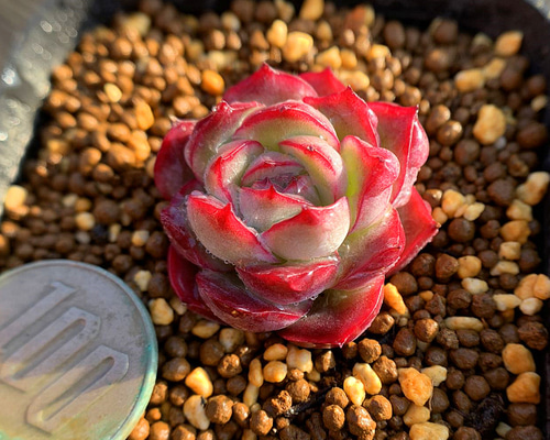 498.多肉植物 寄せ植え エケベリア属 アイリス 抜き苗 アートフラワー