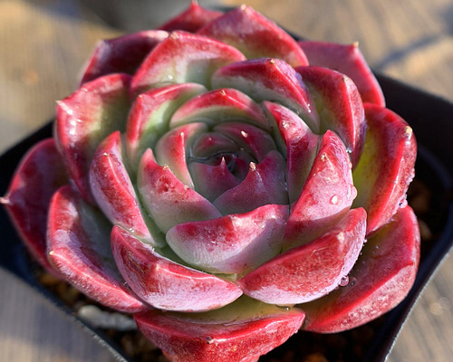 紫水晶 パープルクリスタル エケベリア 多肉植物 抜き苗