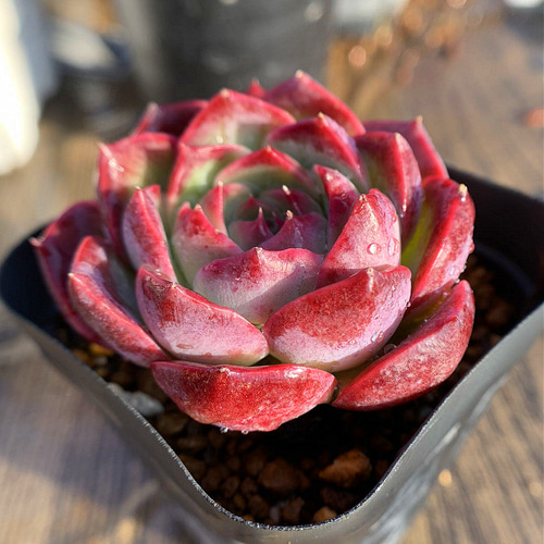 499.多肉植物 寄せ植え エケベリア属 パープルムーン 抜き苗