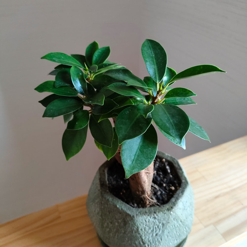 ガジュマルの木 盆栽 観葉植物 ヒゲつき 岩盆栽 丸葉がじゅまる 古木