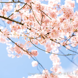 SAKURA-サクラ-(桜）Room Fragrance(ルームフレグランス)　ディフューザー　100ml 2枚目の画像