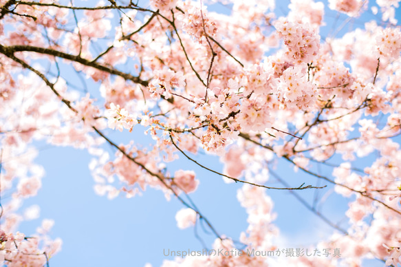 SAKURA-サクラ-(桜）Room Fragrance(ルームフレグランス)　ディフューザー　100ml 2枚目の画像