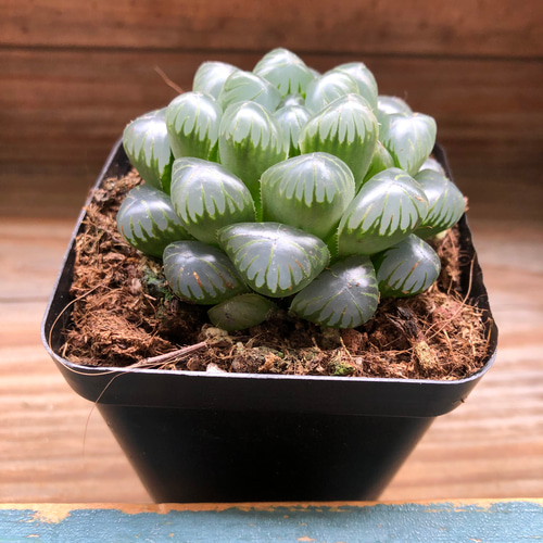 薄紫オブツーサ♡黒鉢♡美しい♡ハオルチア♡多肉植物♡ アート