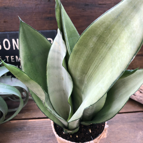 サンセベリア　バナナ　超特大　希少　送料無料 サンセベリア バナナ 超特大 希少 送料無料