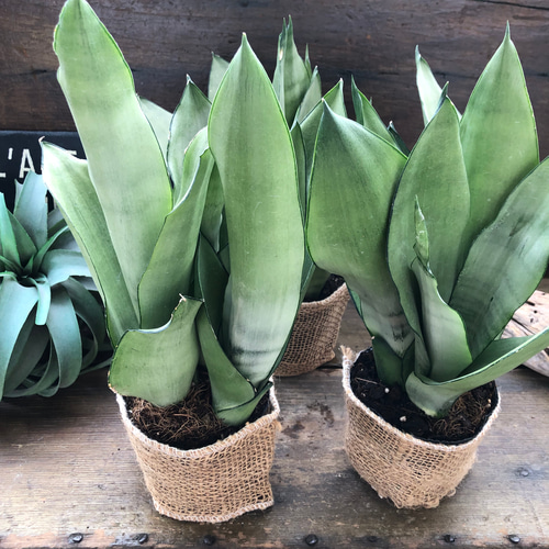 サンスベリア ムーンサンシャイン　観葉植物 Amazon｜おしゃれ 観葉植物：サンスベリア ムーンシャイン