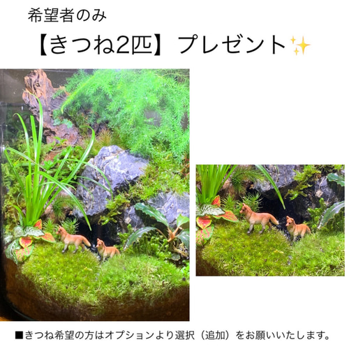 186 苔アート 苔テラリウム ブセリウム テラリウム