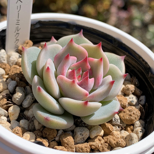 人気レア品種！☆ストロベリーミルククラウン 多肉植物 自家栽培 国産