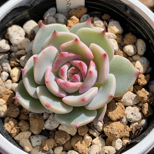 人気レア品種！☆ストロベリーミルククラウン 多肉植物 自家栽培 国産