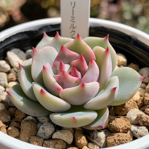 人気レア品種！☆ストロベリーミルククラウン 多肉植物 自家栽培 国産