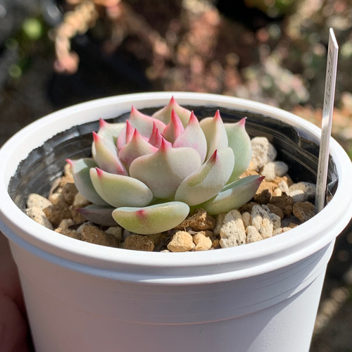 人気レア品種！☆ストロベリーミルククラウン 多肉植物 自家栽培